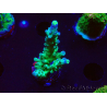 WYSIWYG LR Acropora austera Yellow Tips 5F9
