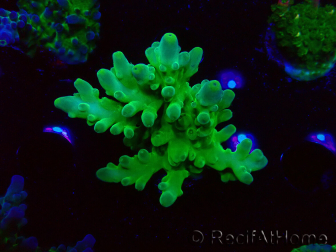 WYSIWYG RAH Acropora austera Yellow Tips 5G1