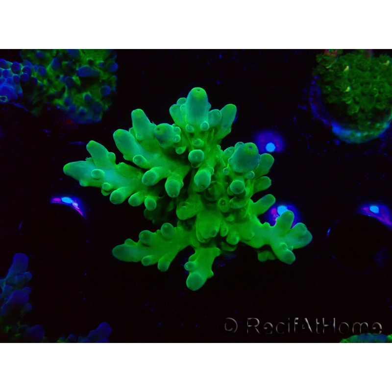 WYSIWYG RAH Acropora austera Yellow Tips 5G1