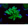 WYSIWYG RAH Acropora austera Yellow 5G1