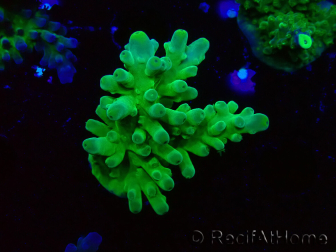 WYSIWYG RAH Acropora austera Yellow Tips 5G2