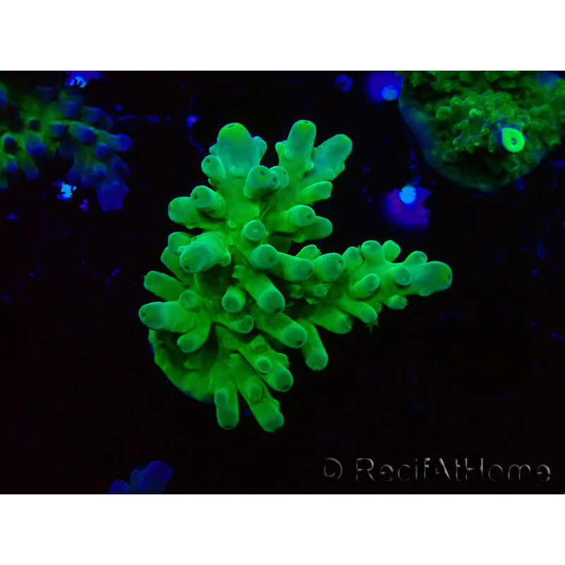 WYSIWYG RAH Acropora austera Yellow Tips 5G2