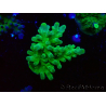 WYSIWYG RAH Acropora austera Yellow Tips 5G2