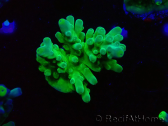 WYSIWYG RAH Acropora austera Punte Gialle 5G3