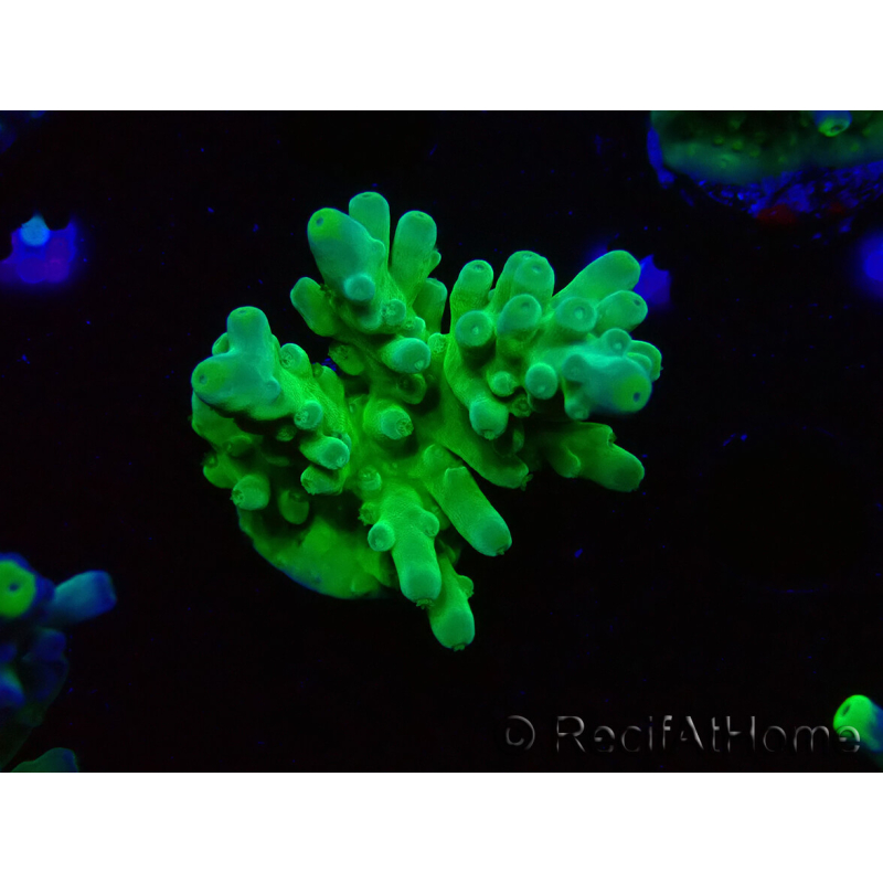 WYSIWYG RAH Acropora austera Punte Gialle 5G3