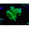 WYSIWYG RAH Acropora austera Punte Gialle 5G3