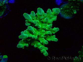WYSIWYG RAH Acropora austera Punte Gialle 5G4