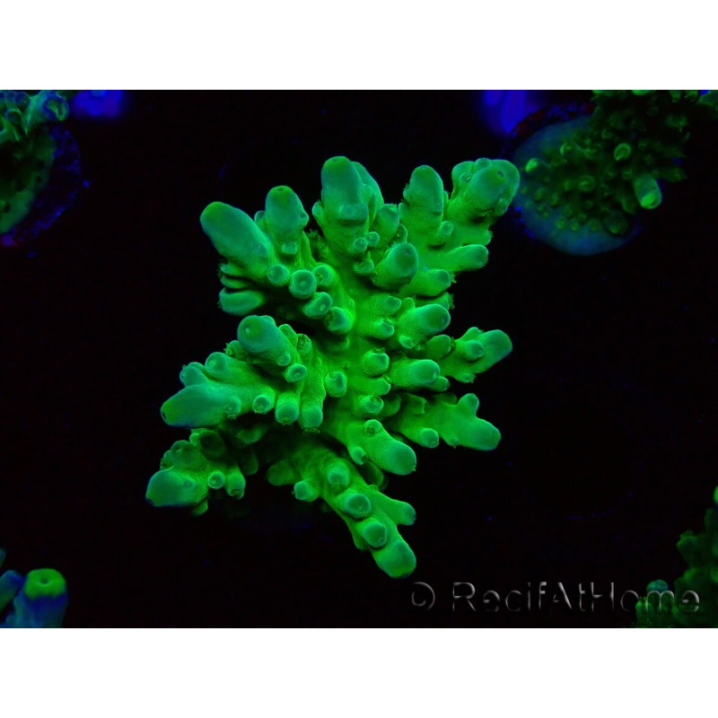 WYSIWYG RAH Acropora austera Yellow Tips 5G4