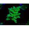 WYSIWYG RAH Acropora austera Punte Gialle 5G4