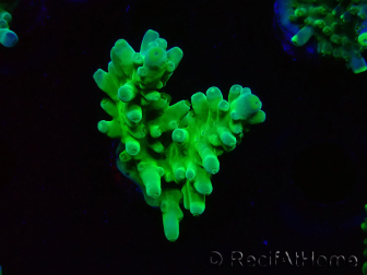 WYSIWYG RAH Acropora austera Yellow Tips 5G3