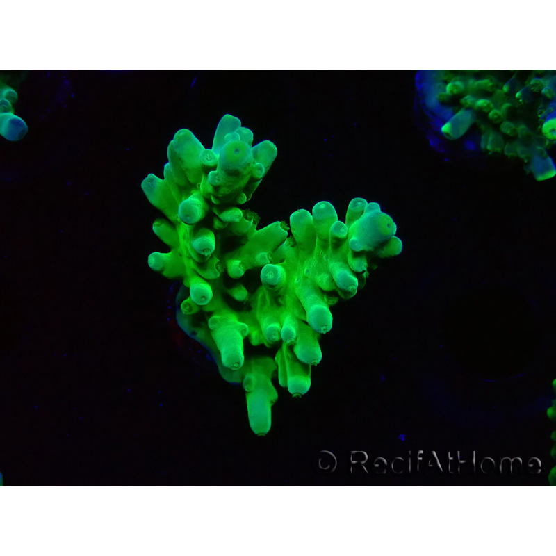 WYSIWYG RAH Acropora austera Puntas Amarillas 5G3