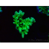 WYSIWYG RAH Acropora austera Puntas Amarillas 5G3