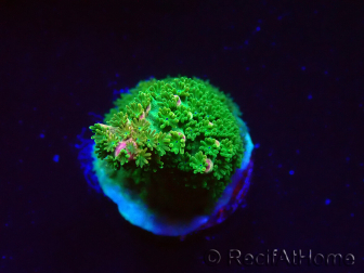 WYSIWYG RAH Acropora abrotanoides Pink Tips 5
