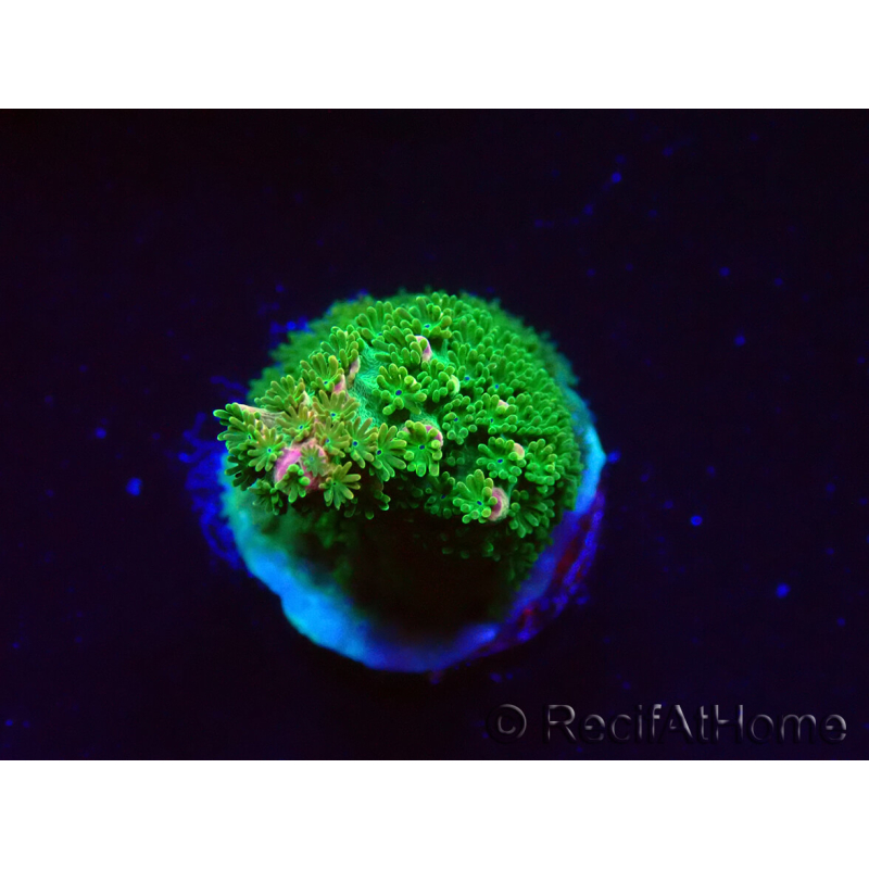 WYSIWYG RAH Acropora abrotanoides Pink Tips 5