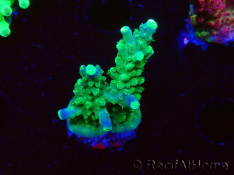 WYSIWYG RAH Acropora Joker 5H7