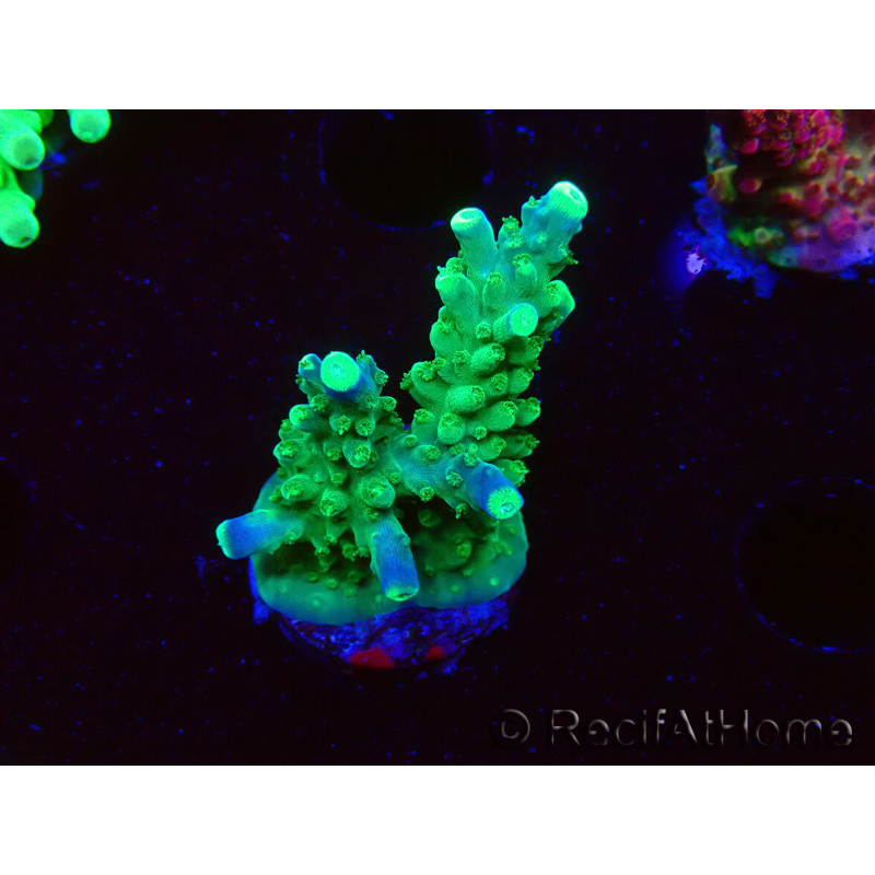 WYSIWYG RAH Acropora Joker 5N4