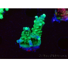 WYSIWYG RAH Acropora Joker 5H7