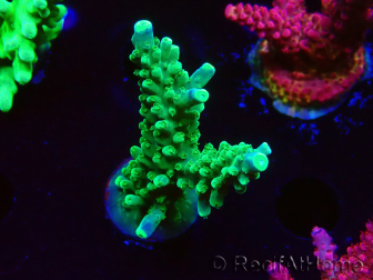 WYSIWYG RAH Acropora Joker 5N3