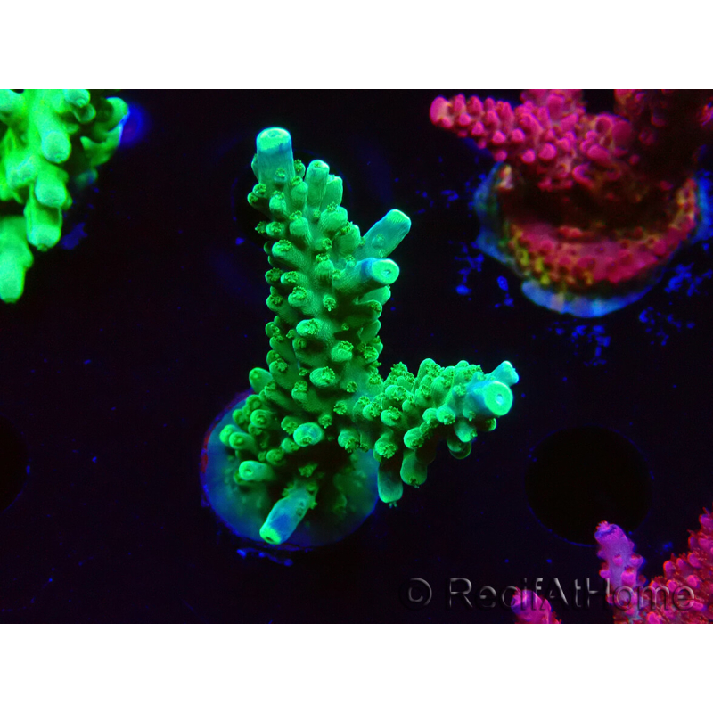 WYSIWYG RAH Acropora Joker 5N3