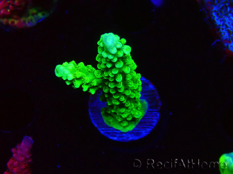 WYSIWYG Acropora yongei Geen Slimer 5S4