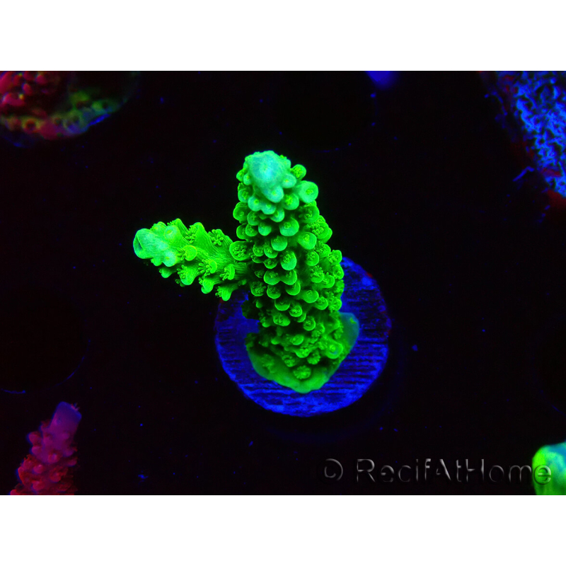 WYSIWYG Acropora yongei Geen Slimer 5S4