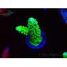 WYSIWYG Acropora yongei Geen Slimer 5J9
