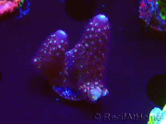WYSIWYG RAH Acropora Rainbow Mango 5K2