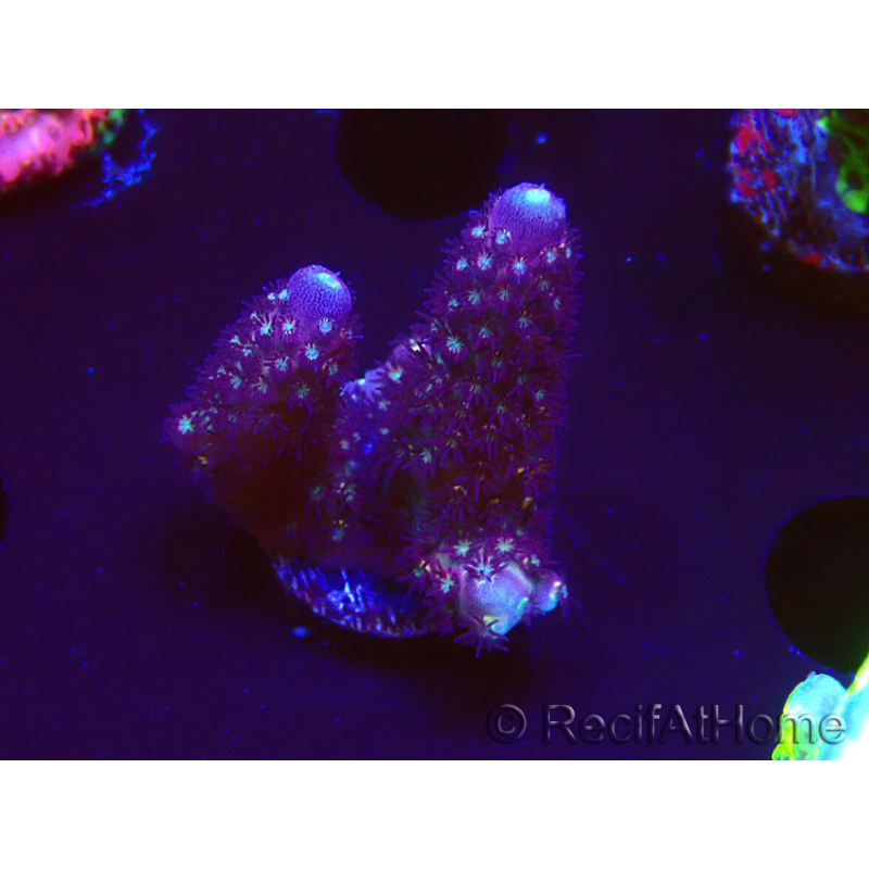 WYSIWYG RAH Acropora Rainbow Mango 5K2