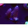 WYSIWYG RAH Acropora Rainbow Mango 5K2