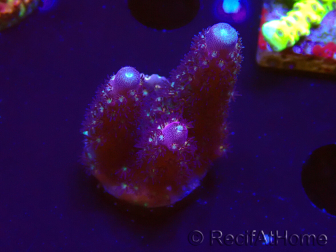 WYSIWYG RAH Acropora Rainbow Mango 5K3