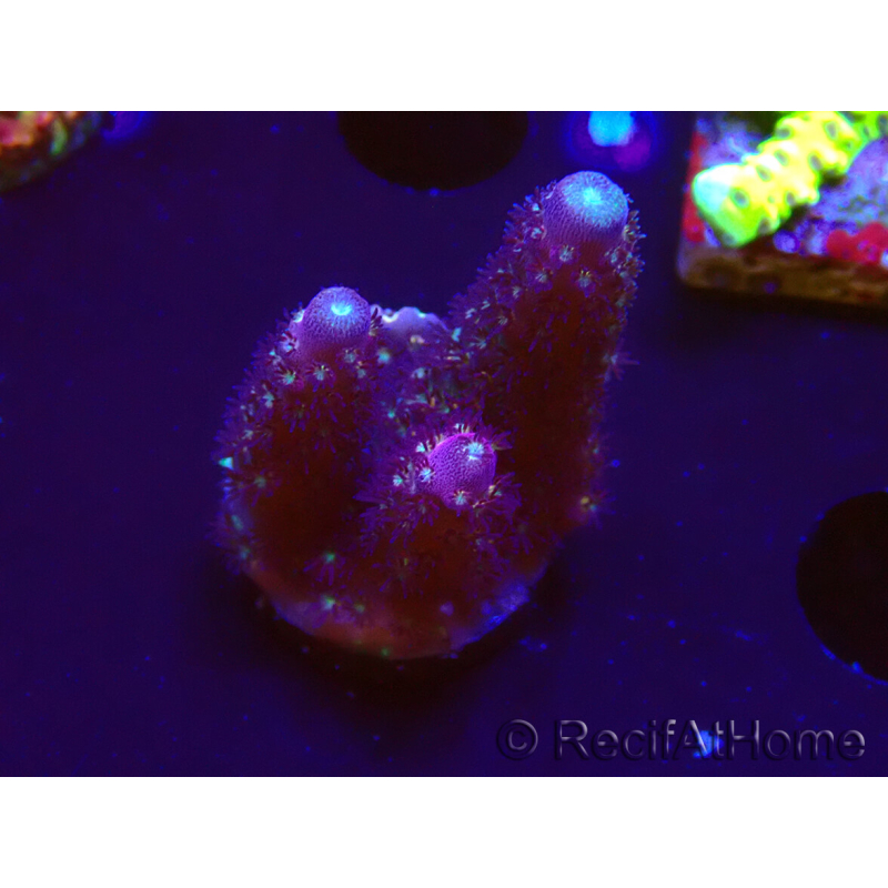 WYSIWYG RAH Acropora Rainbow Mango 5K3