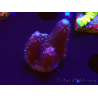 WYSIWYG RAH Acropora Rainbow Mango 5K3