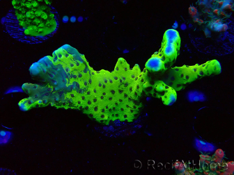 WYSIWYG - CB Incredible Hulk Montipora GRAFTED 5L1