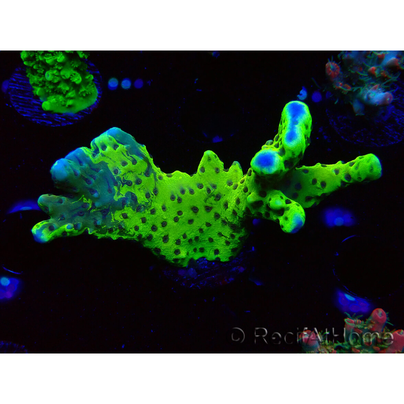 WYSIWYG - CB Incredible Hulk Montipora GRAFTED 5L1