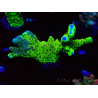 WYSIWYG - CB Incredible Hulk Montipora GRAFTED 5L1