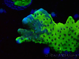 WYSIWYG - CB Incredible Hulk Montipora GRAFTED 5L1