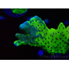 WYSIWYG - CB Incredible Hulk Montipora GRAFTED 5L1