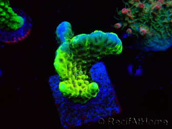 WYSIWYG - CB Incredible Hulk Montipora GRAFTED 5L2