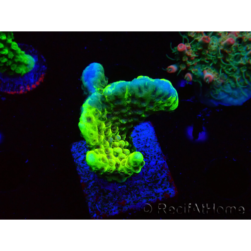 WYSIWYG - CB Incredible Hulk Montipora GRAFTED 5L2