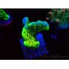 WYSIWYG - CB Incredible Hulk Montipora GRAFTED 5L2