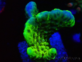 WYSIWYG - CB Incredible Hulk Montipora GRAFTED 5L2