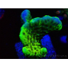 WYSIWYG - CB Incredible Hulk Montipora GRAFTED 5L2