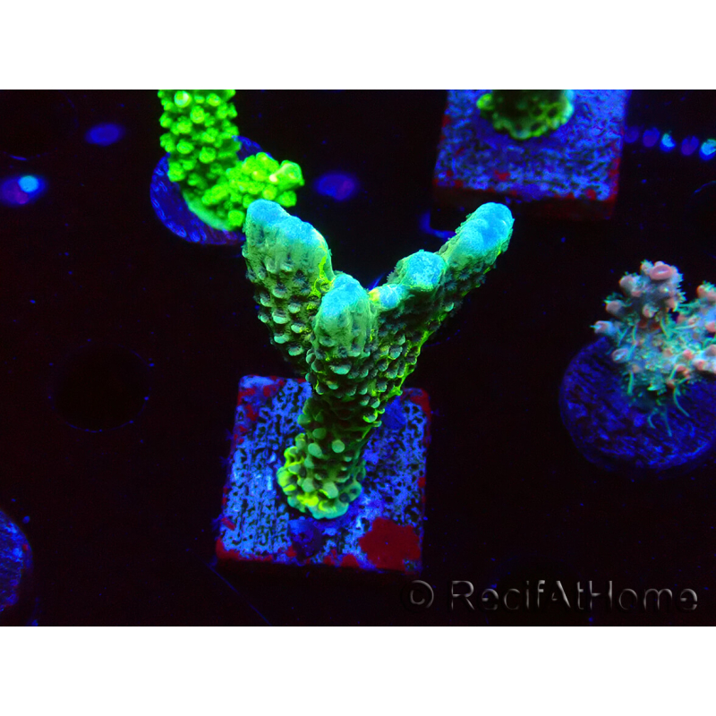 WYSIWYG - CB Incredible Hulk Montipora GRAFTED 5L8