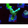 WYSIWYG - CB Incredible Hulk Montipora GRAFTED 5L8