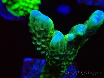 WYSIWYG - CB Incredible Hulk Montipora GRAFTED 5L8