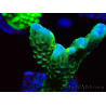 WYSIWYG - CB Incredible Hulk Montipora GRAFTED 5L8