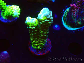 WYSIWYG - CB Incredible Hulk Montipora GRAFTED 5L5