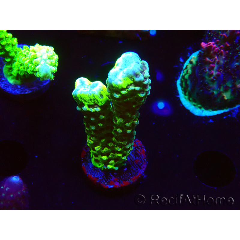 WYSIWYG - CB Incredible Hulk Montipora GRAFTED 5L5