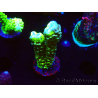WYSIWYG - CB Incredible Hulk Montipora GRAFTED 5L5