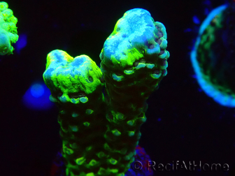 WYSIWYG - CB Incredible Hulk Montipora GRAFTED 5L5